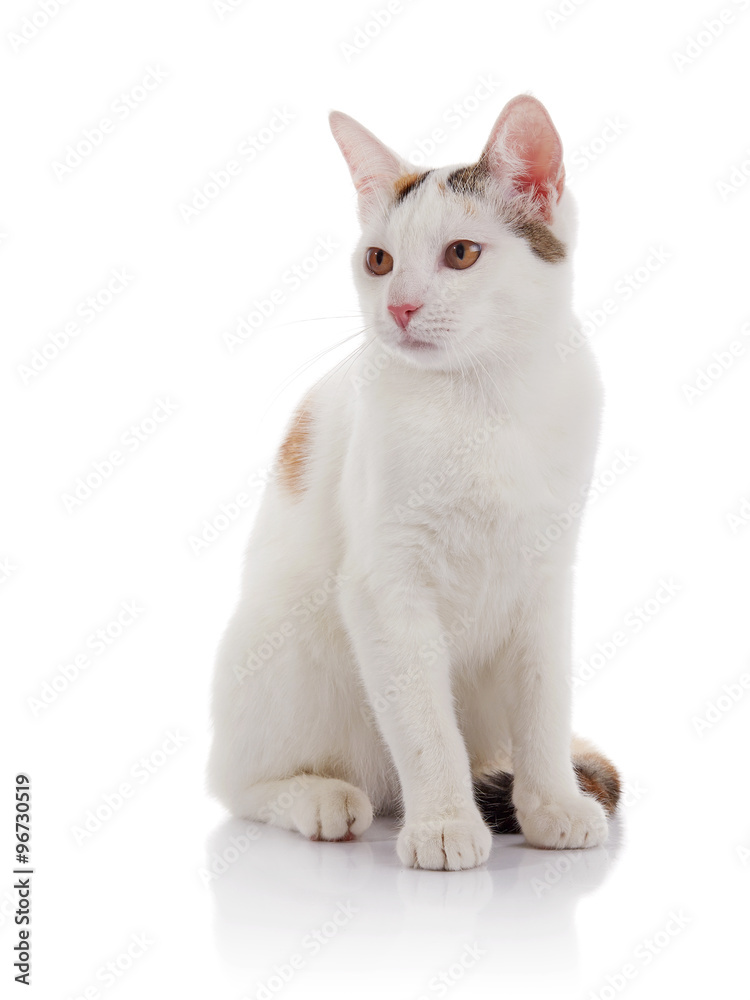White domestic cat with yellow eyes