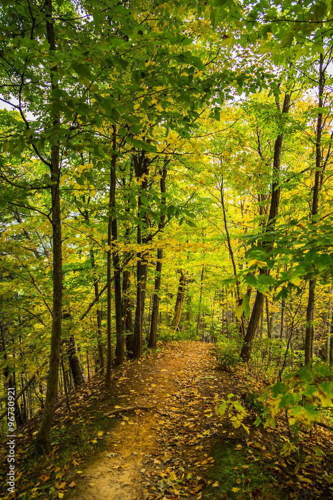 Obraz premium Trail View in Colorful Autumn Forest