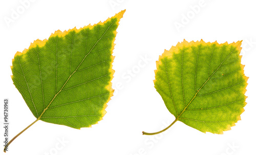 birch leaf