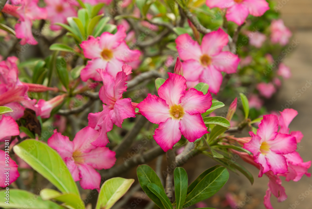 A red desert rose (Adenium), Desert Rose Red Flower A red desert rose (Adenium), Desert Rose Red Flower