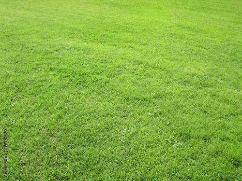 Green grass,green field with light