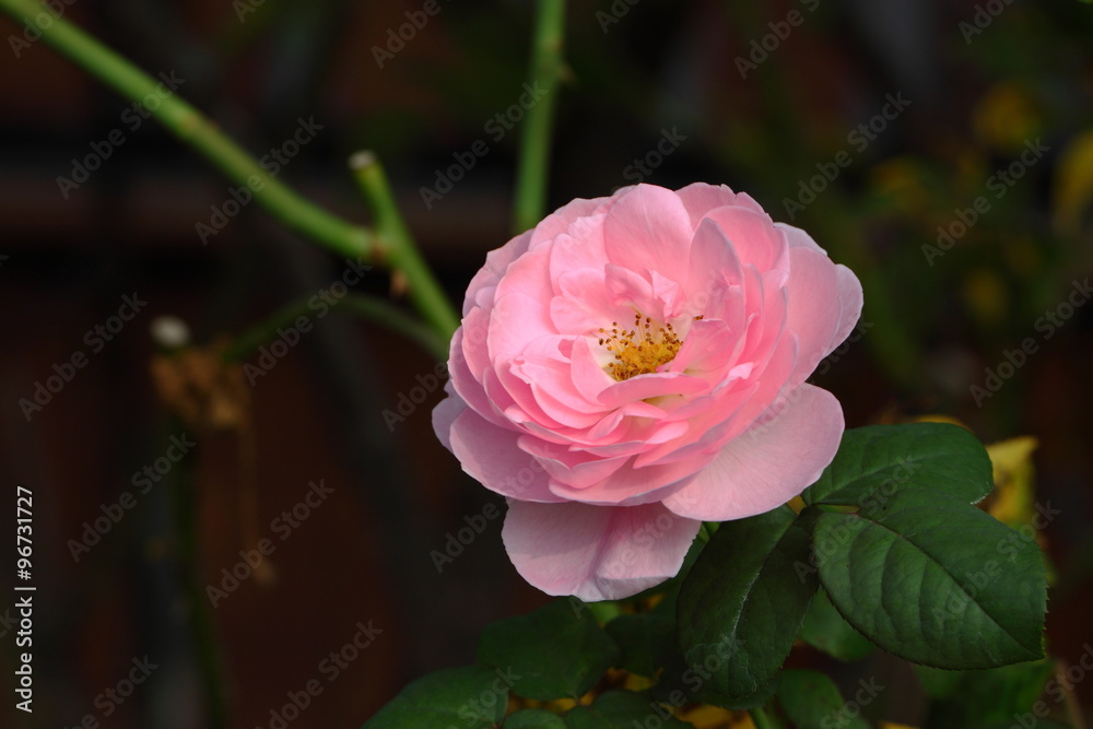 Rose /Beautiful Rose flower in the garden Rose /Beautiful Rose flower in the garden
