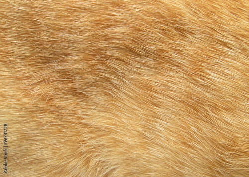 Background patterned hair of cat