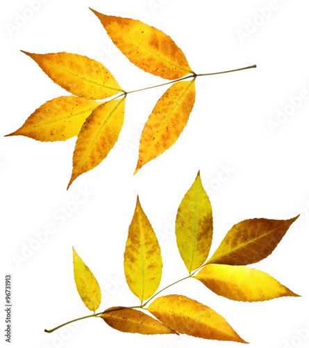 leaves