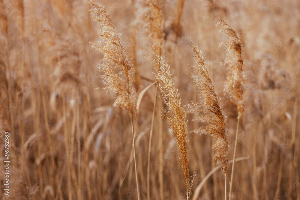 Fototapeta premium Dry reed. Abstract natural background.