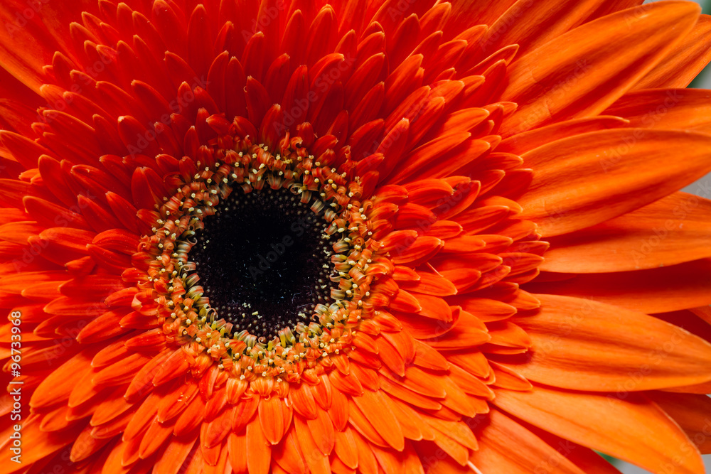 Orange Red Gerbera Flower Close Up Orange Red Gerbera Flower Close Up