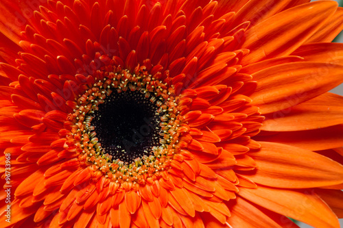 Orange Red Gerbera Flower Close Up