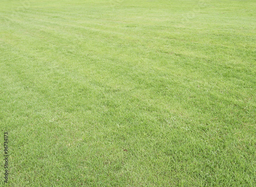 Fresh natural lawn grass