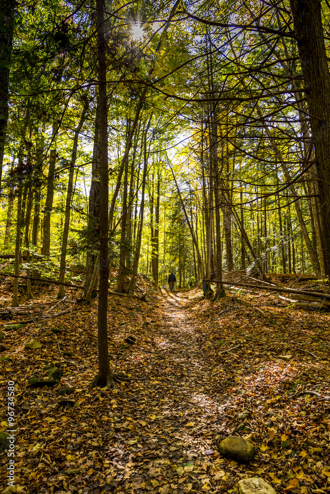 Fototapeta premium Trail in Autumn Forest Landscape