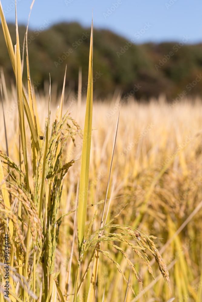 Obraz premium 水稲 たちすがた 