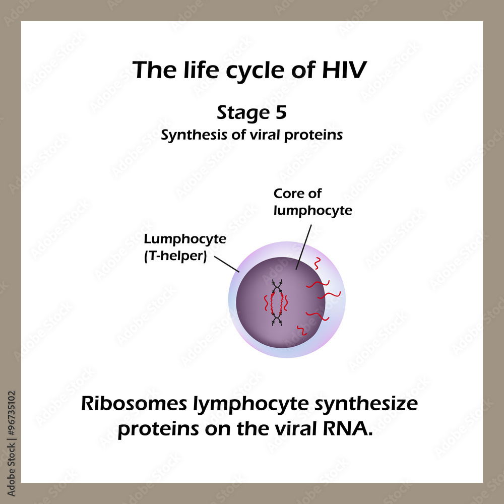 The life cycle of HIV. Stage 5 - Ribosomes lymphocyte cells synthesize ...