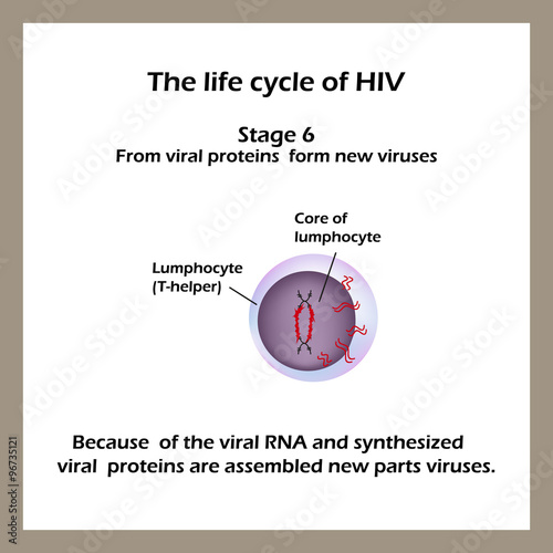 The life cycle of HIV. Stage 6 - Of the viral RNA and viral proteins synthesized new parts are assembled virus.  World AIDS Day.  photo