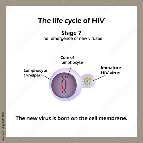 The life cycle of HIV. Stage 7 - The new virus is born on the cell membrane. World AIDS Day. 