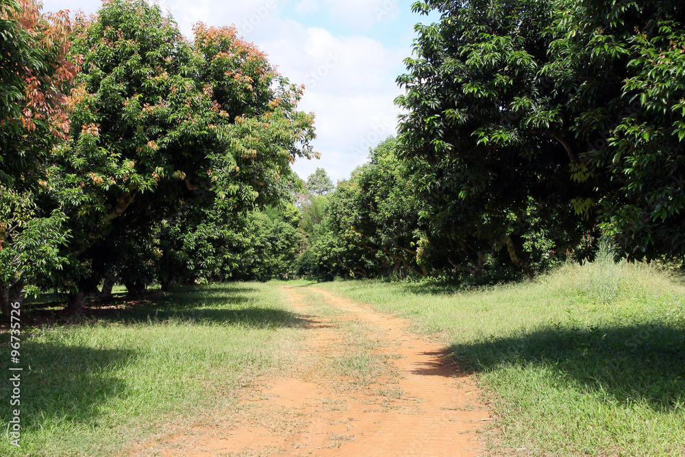 Lychee plantation / A picture of lychee plantation at Phetchabun, Thailand