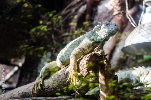 green iguana in zoo