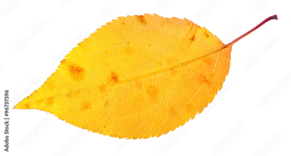 Naklejka premium autumn leaf