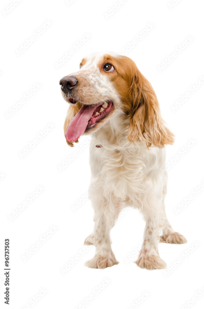 Portrait of a funny dog breed Russian Spaniel isolated on a white background