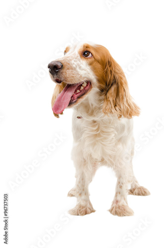 Portrait of a funny dog breed Russian Spaniel isolated on a white background