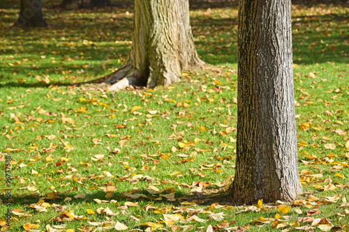 Tree trunks in autumn