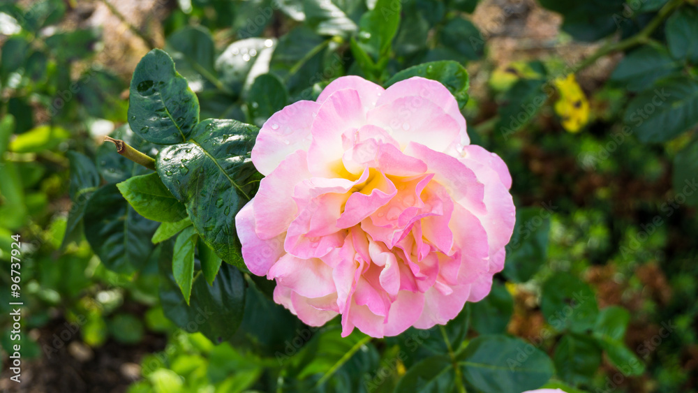 Fototapeta premium rose flowers nature