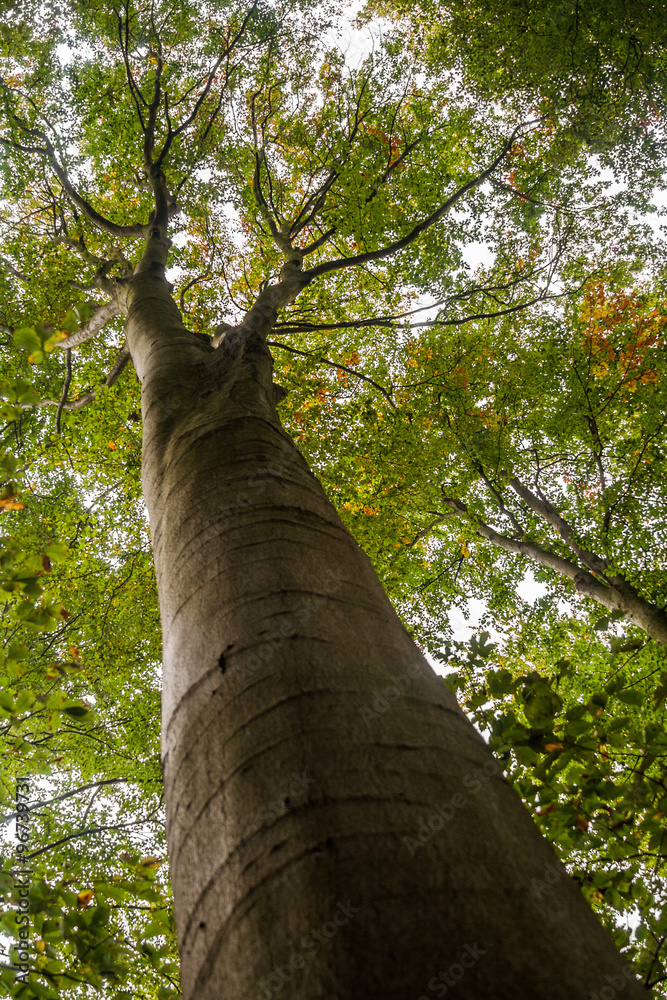 Fototapeta premium Herbst