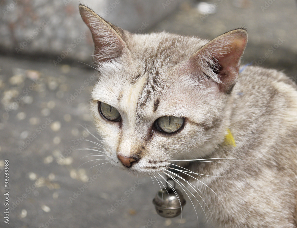 A white cat living in the temple