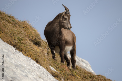 Capricorn in the Julian Alps © Rhombur