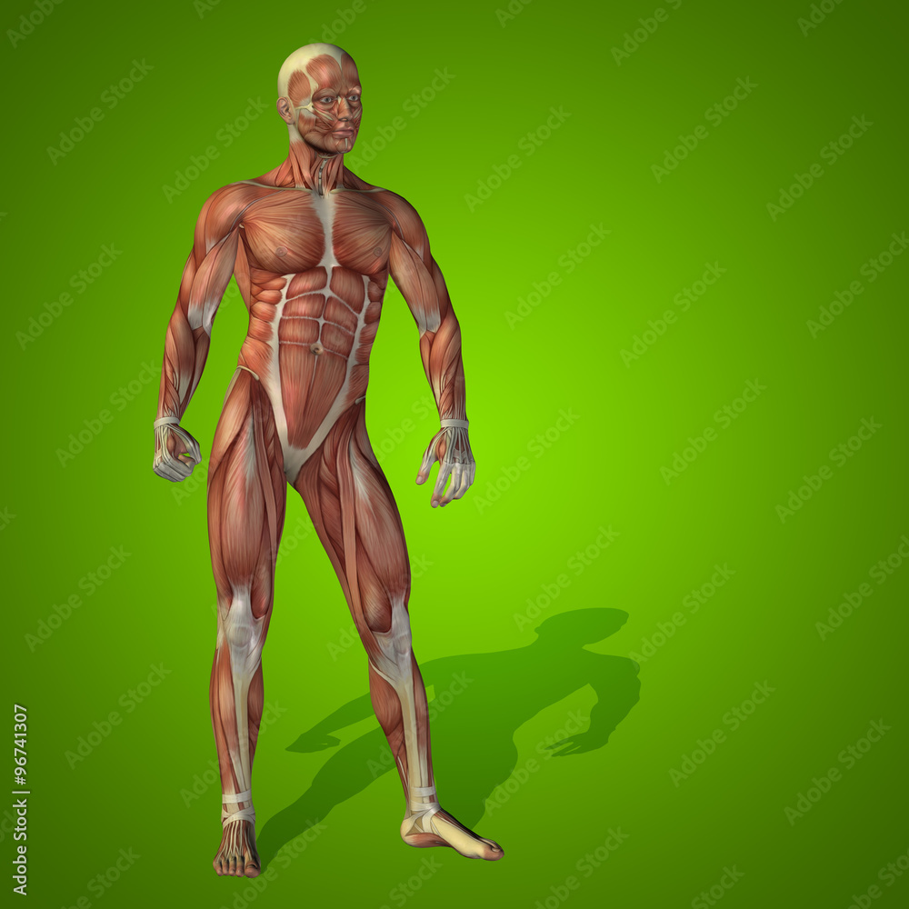 Conceptual 3D human man health anatomy Conceptual 3D human man health anatomy