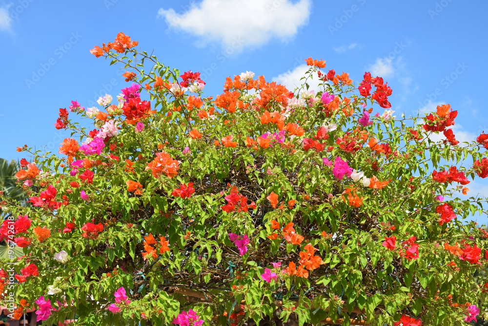 Bougainvillea flower from Thailand