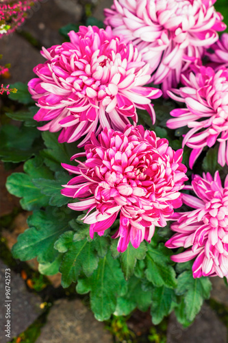 Fototapeta Naklejka Na Ścianę i Meble -  Beautiful pink Chrysanthemum flowers