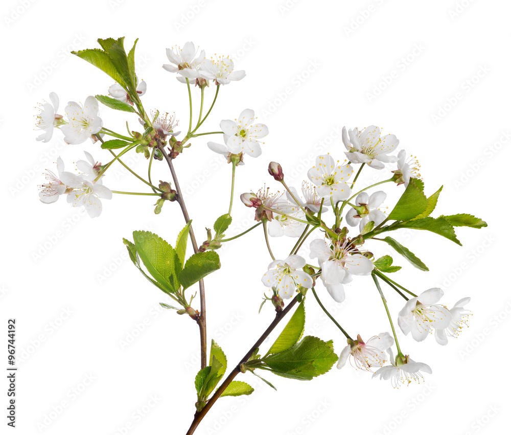 white and green cherry tree spring branch white and green cherry tree spring branch