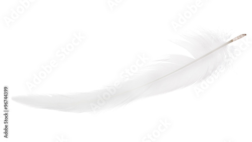 light gray thin long isolated feather