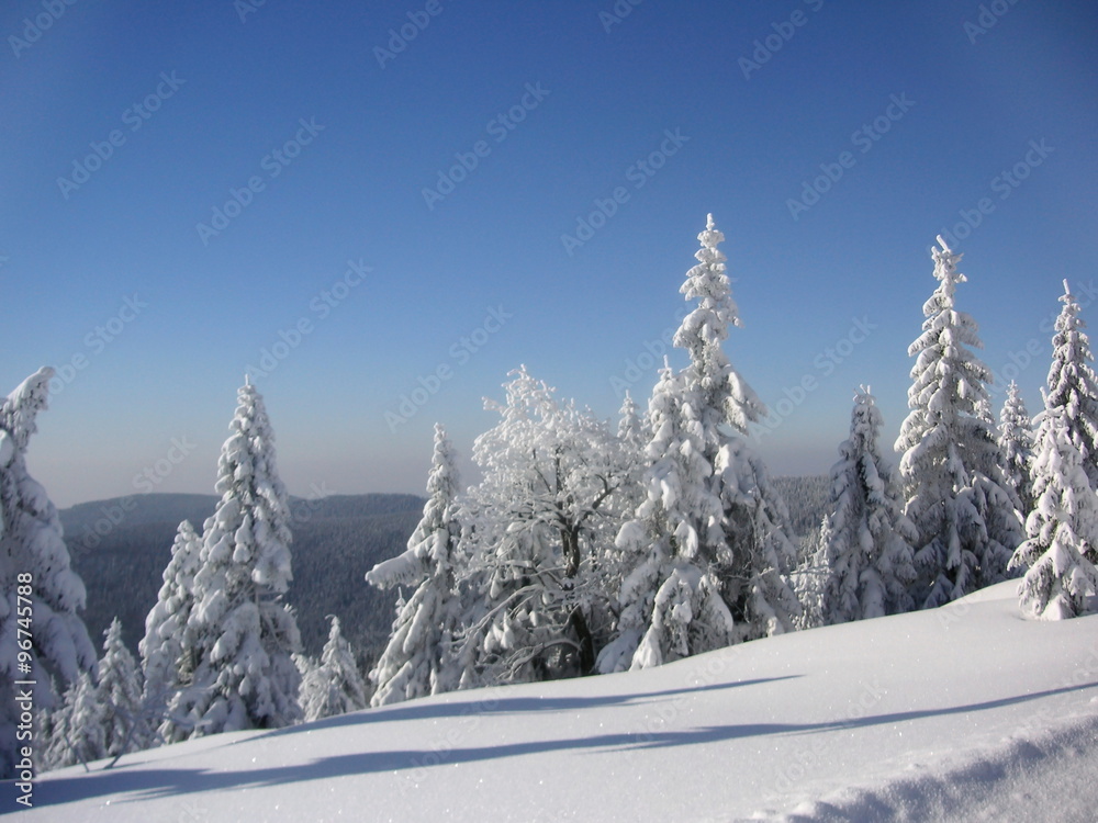 Spruce trees covered by snow