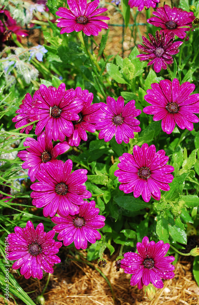 Purple Daisies with Raindrops Purple Daisies with Raindrops