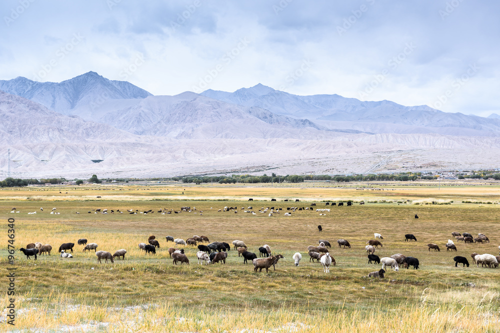 Sheeps & Goats In High Pasture of Karakoram Highway
