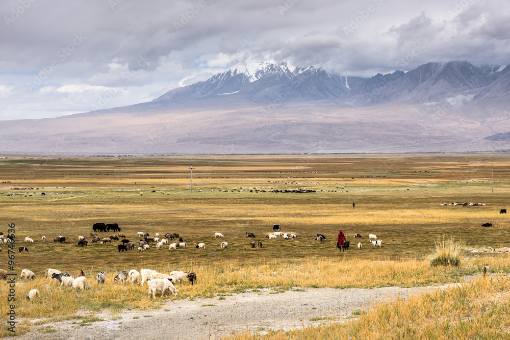 Fototapeta premium Sheeps & Goats In High Pasture of Karakoram Highway