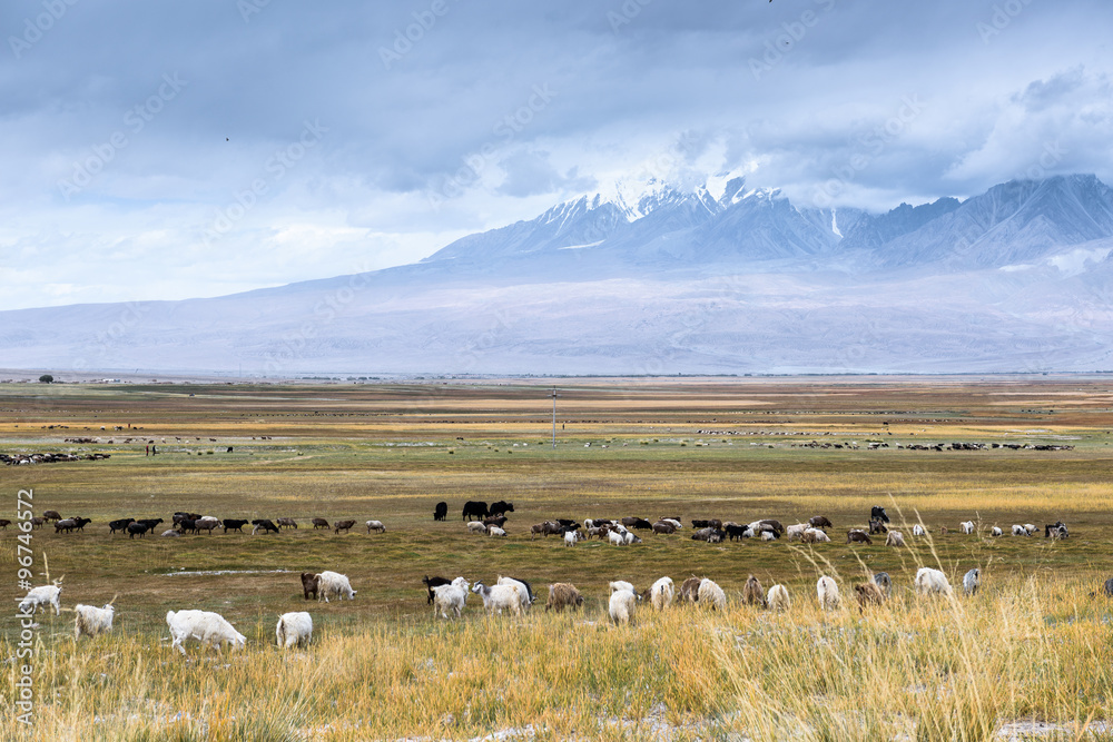 Naklejka premium Sheeps & Goats In High Pasture of Karakoram Highway