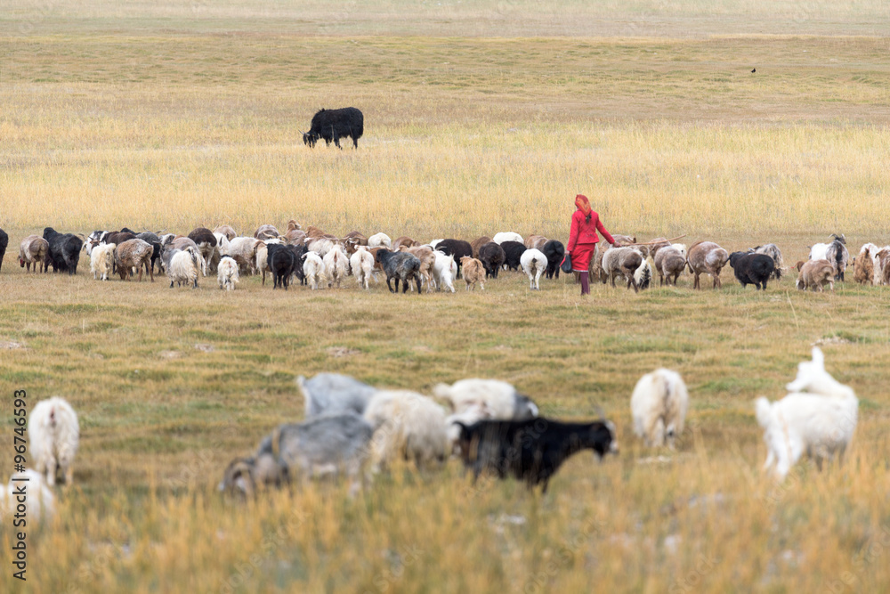 Obraz premium Sheeps & Goats In High Pasture of Karakoram Highway