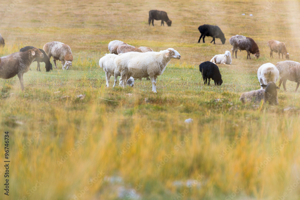 Fototapeta premium Sheeps & Goats In High Pasture of Karakoram Highway