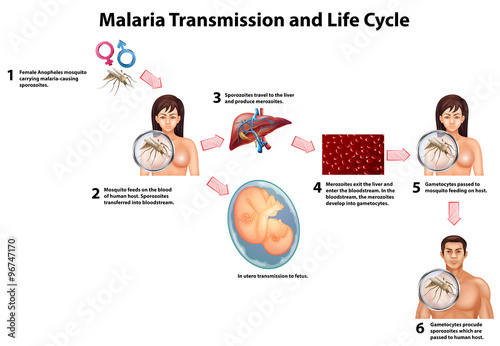 Malaria Transmission and Life cycle
