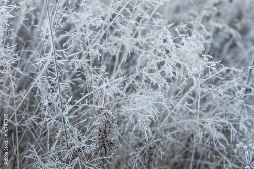 Dry grass covered with frost