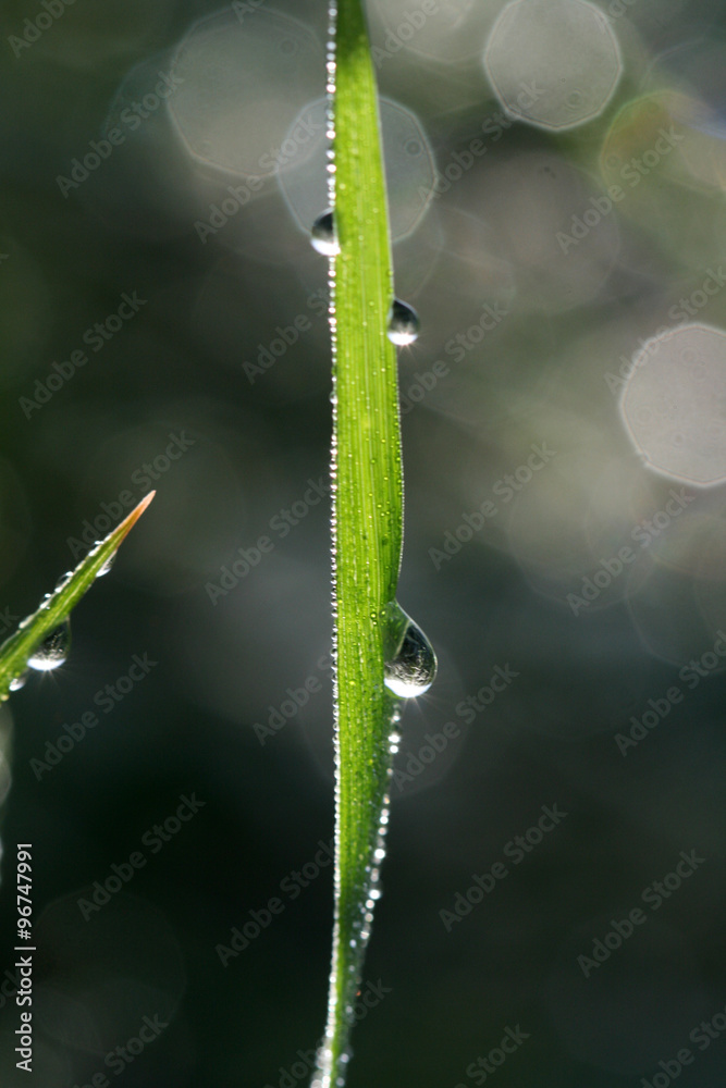 Naklejka premium raindrops on a grass blade , close up, morning shot