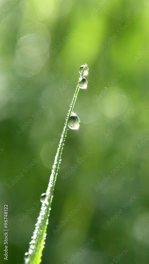 raindrops on a grass blade , close up, morning shot raindrops on a grass blade , close up, morning shot