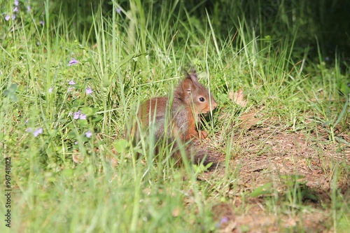 junges Eichhörnchen © Wolf