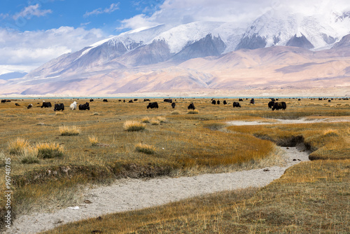 Grassland with Muztagh Ata mountain and Karakuli Lake, Pamir Mountains, Kasgar, Xinjiang, China photo