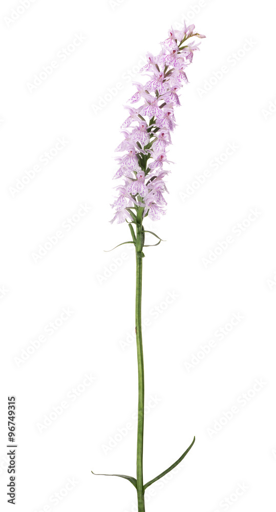 pink north small orchid isolated branch