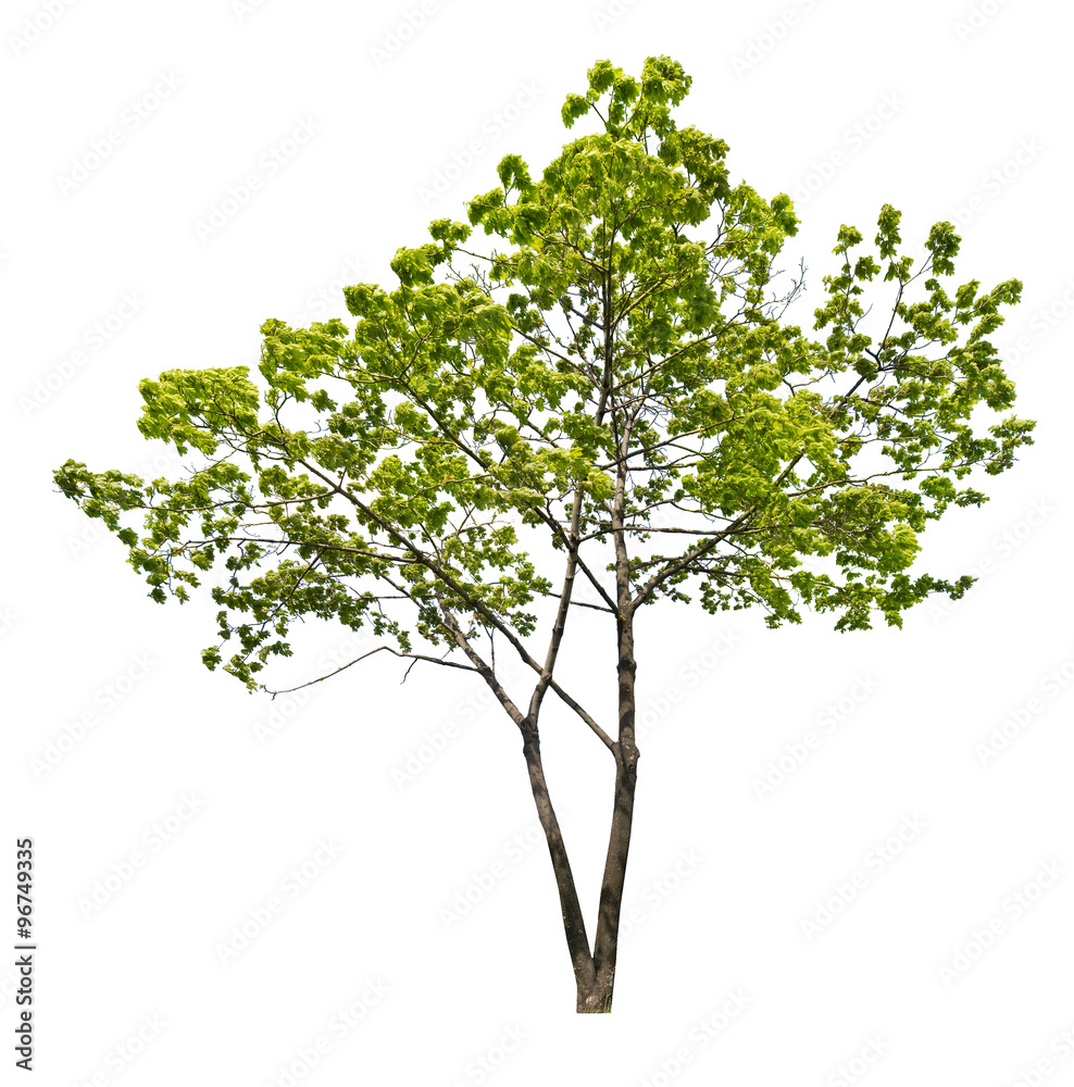 spring young green isolated maple tree