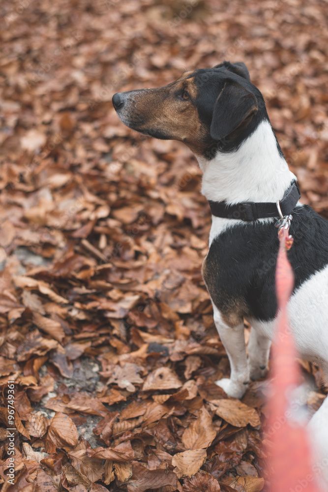 Cute Jack russell terrier on leash outdoor in the forest