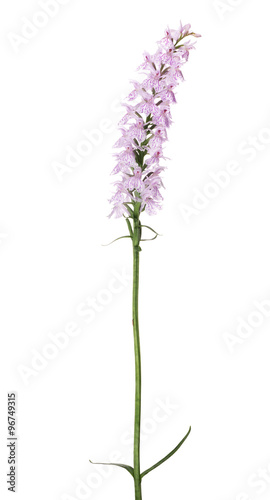 pink north small orchid isolated branch