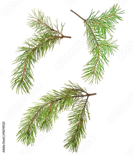 three green pine branches isolated on white